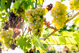 grapes on vine, backlight, near Freiburg im Breisgau, Baden-Wuerttemberg, Germany