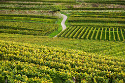 Autumnal vineyards near Oberbergen, Kaiserstuhl, Baden-Wuerttemberg, Germany