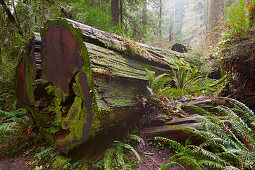 Prairie Creek Redwoods State Park , Kalifornien , USA