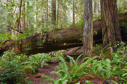 Prairie Creek Redwoods State Park , California , USA