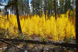 Herbstfarben auf dem Walhalla Plateau, North Rim , Grand Canyon National Park , Arizona , U.S.A. , Amerika