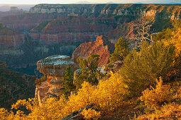 Herbstfarben am Point Imperial , Grand Canyon National Park ,  North Rim , Arizona , U.S.A. , Amerika
