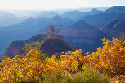 Herbstfarben am Point Imperial , Mt. Hayden , Grand Canyon National Park ,  North Rim , Arizona , U.S.A. , Amerika