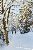 Women skiing in a winter forest, cross-country skiing, winter landscape, fir trees covered with snow, Harz, MR, Sankt Andreasberg, Lower Saxony, Germany