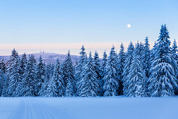 Blick zum Brocken, Winterlandschaft und verschneiter Winterwald, Vollmond, Dämmerung, blaue Stunde,  Harz, Sankt Andreasberg, Niedersachen, Deutschland