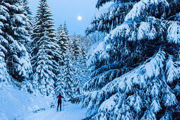 Skifahrerin im Winterwald, Langlauf fahren, Loipe, blaue Stunde, Vollmond, verschneiter Winterwald, Harz, MR, Sankt Andreasberg, Niedersachen, Deutschland