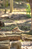 Close-up Piglet, piglet hidden in the undergrowth, wild boar, wild boar Baby in sunlight, wildlife park Schorfheide, Brandenburg, Germany