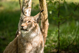 Eurasian lynx, lynx in the undergrowth, lynx in the sunlight, wildcat in the forest, Wildlife park Schorfheide, Brandenburg, Germany