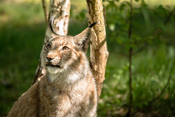 Luchs im Unterholz, Luchs im Sonnenlicht, Wildkatze im Wald, Wildpark Schorfheide, Brandenburg, Deutschland