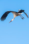 Weißstorch Flugstudie, Weißstorch im Flug, Fliegender Weißstorch, Storchendorf Linum, Brandenburg, Deutschland