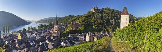 Blick über die Weinberge auf die Altstadt von Bacharach am Rhein oberhalb Burg Stahleck, Oberes Mittelrheintal, Rheinland-Pfalz, Deutschland, Europa