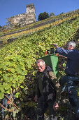 Grape harvest in the vineyard underneath Burg Gutenfels castle, near Kaub, Upper Middle Rhine Valley, Rheinland-Palatinate, Germany, Europe