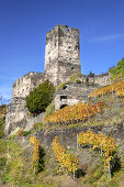 Vineyard by the Rhine underneath Burg Gutenfels castle, near Kaub, Upper Middle Rhine Valley, Rheinland-Palatinate, Germany, Europe