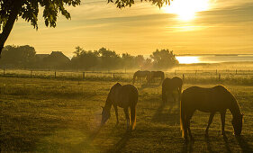 Horses in morning fog on a pasture at Wustrow. Darß, Mecklenburg-Vorpommern, Germany