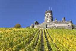 Weinberge vor der Burg Fürstenberg, Rheindiebach, Oberdiebach, Oberes Mittelrheintal, Rheinland-Pfalz, Deutschland, Europa