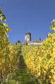 Vineyard underneath Burg Fürstenberg castle, Rheindiebach, Upper Middle Rhine Valley, Rheinland-Palatinate, Germany, Europe