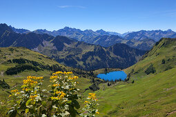 Alpen-Greiskraut Senecio alpinus, Seealpsee am Nebelhorn, bei Oberstdorf, Allgäuer Alpen, Allgäu, Bayern, Deutschland