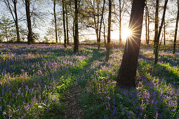 Hasenglöckchen Hyacinthoides non-scripta im Wald, bei Hückelhoven, Nordrhein-Westfalen, Deutschland