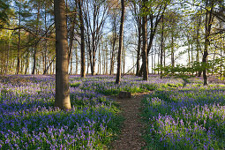 Bluebells Hyacinthoides non-scripta in a forest, near Hueckelhoven, North-Rhine Westphalia, Germany