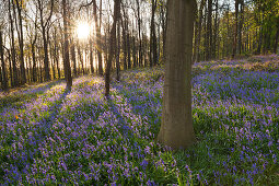 Bluebells Hyacinthoides non-scripta in a forest, near Hueckelhoven, North-Rhine Westphalia, Germany