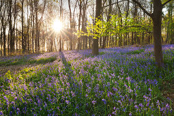 Hasenglöckchen Hyacinthoides non-scripta im Wald, bei Hückelhoven, Nordrhein-Westfalen, Deutschland