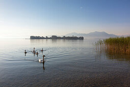 Swans with cignets, view over Chiemsee to Fraueninsel, near Gstadt, Bavaria, Germany