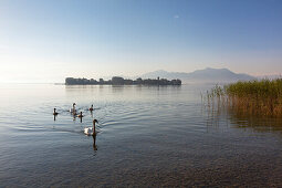 Schwäne mit Jungvögeln, Blick über den Chiemsee zur Fraueninsel, bei Gstadt, Bayern, Deutschland