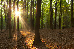 Beech trees above the chalk cliffs, Jasmund national park, Ruegen, Baltic Sea, Mecklenburg-West Pomerania, Germany