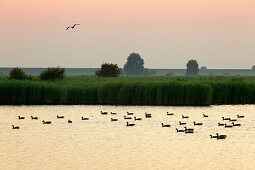 Gänse im Naturschutzgebiet Leyhörn, bei Greetsiel, Ostfriesland, Niedersachsen, Deutschland