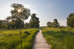 Nature reserve „Ewiges Meer“, East Friesland, Lower Saxony, Germany