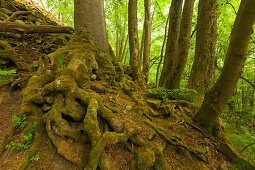 Roots at the basaltic columns at Gangolfsberrock, near Urspringen, Rhoen, Bavaria, Germany