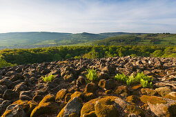 Basaltblockmeer am Schafstein, bei Ehrenberg, Rhön, Hessen, Deutschland