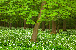 Maple and flourishing wild garlic, Hainich national park, Thuringia, Germany