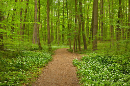 Hiking trail trail though flourishing wild garlic, Hainich national park, Thuringia, Germany