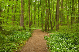 Wanderweg durch blühenden Bärlauch, Nationalpark Hainich, Thüringen, Deutschland