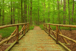 Holzbrücke, Nationalpark Hainich, Thüringen, Deutschland