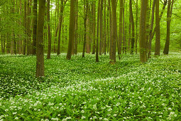 flourishing wild garlic, Hainich national park, Thuringia, Germany