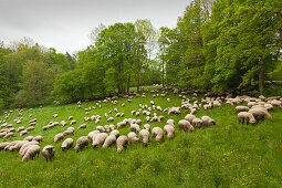 Flock of sheep, Hainich national park, Thuringia, Germany