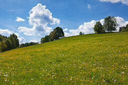 Blumenwiese, Thüringer Wald, Thüringen, Deutschland