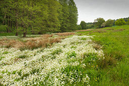 Marsh area with cuckoo flower, Hainich national park, Thuringia, Germany