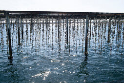 Hanging oysters, Étang de Thau, Bouzigues, Mediterranean Sea, Hérault, Languedoc Roussillon, France