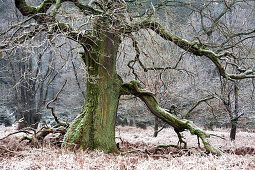 Oak in pastoral forest, North Hesse, Hesse, Germany