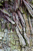 Bark of an old oak, North Hesse, Hesse, Germany