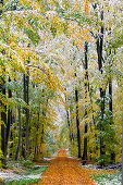 Onset of Winter, Stadtwald Wuerzburg, Wuerzburg, Unterfranken, Lower Franconia, Bavaria, Germany