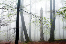 Stehendes Totholz im Buchenwald, Naturpark Bayerischer Spessart, Unterfranken, Bayern, Deutschland