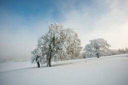 Snowy beech tree (Fagus), Schauinsland, Freiburg im Breisgau, Black Forest, Baden-Wuerttemberg, Germany