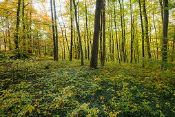 Herbstlicher Buchenwald im Donautal, bei Beuron, Landkreis Sigmaringen, Baden-Württemberg, Deutschland