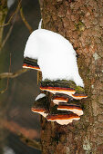 Rotrandiger Baumschwamm, Fomitopsis pinicola, an Fichtenstamm, Winter, Nationalpark Bayrischer Wald, Bayern, Deutschland