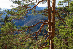 Pine tree in autumn, Pinus sylvestris, Herzogstand mountain, Alps, Upper Bavaria, Germany, Europe