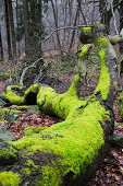 dead tree covered with moss, Germany, Europe